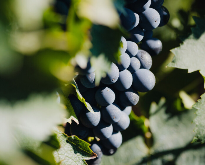 cataldi-madonna-grappolo-montepulciano