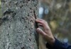 Il bosco che cambia sotto i nostri occhi Cineblend, foto fornita da Uff. St. Studioalfa