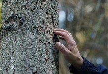 Il bosco che cambia sotto i nostri occhi Cineblend, foto fornita da Uff. St. Studioalfa