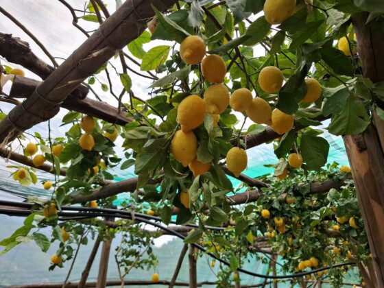 Limonaie di Tramonti, foto Marco Giovenco