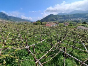 Vigna di Tintore a Tramonti, foto Marco Giovenco