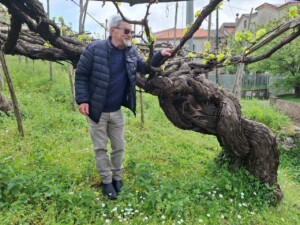 Vitigno secolare di Tintore, foto Marco Giovenco
