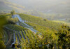 Gavi, l’anima bianca del Piemonte gavi+vigneti+parodi+ligure