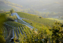 Gavi, l’anima bianca del Piemonte gavi+vigneti+parodi+ligure