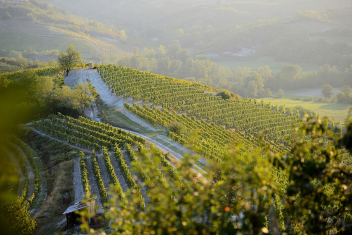 10 Vigneti a Parodi Ligure -Consorzio del Gavi © Maurizio Ravera gavi+vigneti+parodi+ligure