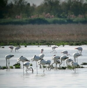 fenicotteri+laguna+jesolo