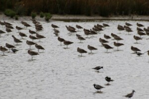 Laguna veneta, avifauna, foto Marco Giovenco