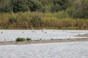 Laguna veneta, avifauna, foto Marco Giovenco
