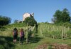 Cammino delle Colline Novaresi: trekking tra vigne e Alpi Trekking tra i vigneti, foto Novara Turismo