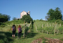 Cammino delle Colline Novaresi: trekking tra vigne e Alpi Trekking tra i vigneti, foto Novara Turismo