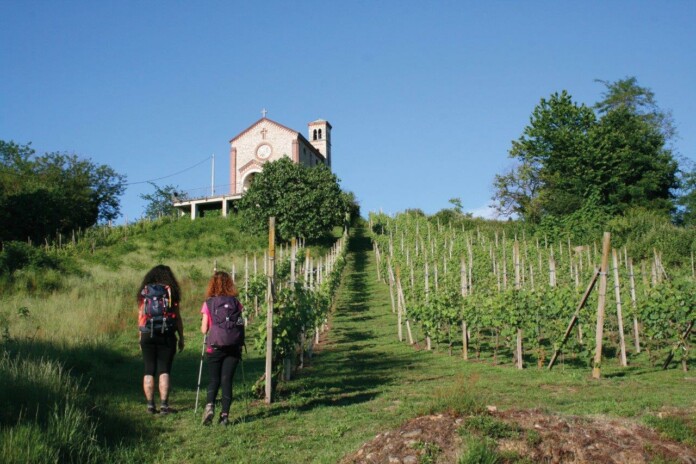 Trekking tra i vigneti, foto Novara Turismo Trekking tra i vigneti, foto Novara Turismo