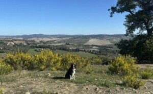 Vignoni Alto - Bagno Vignoni - credits AllTrails