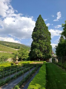 Abbazia di Novacella, il giardino barocco dominato dalla sequoia. Foto Marco Giovenco
