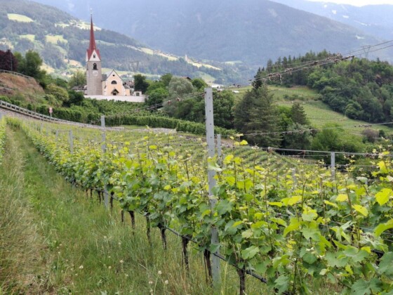 Abbazia di Novacella, vigneti conferitori lungo la valle. Foto Marco Giovenco