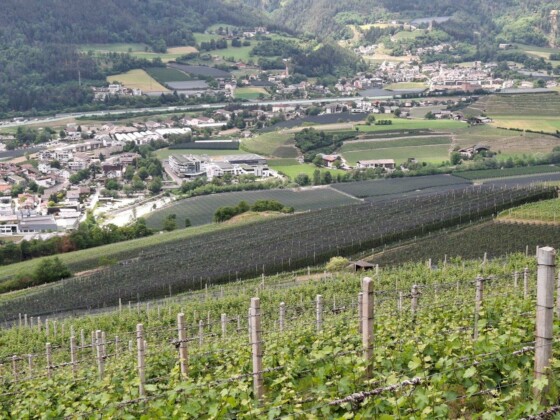 Abbazia di Novacella, vigneti conferitori lungo la valle. Foto Marco Giovenco