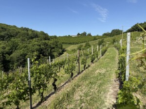 Langhe+vigneto+bosco