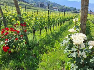 Il vigneto da cui ha origine il noto Sylvaner è adiacente all'abbazia. Foto Marco Giovenco