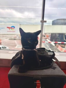 gatto+trasportino+aeroporto
