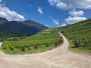 Vigneti attorno all'Abbazia di Novacella, foto Marco Giovenco