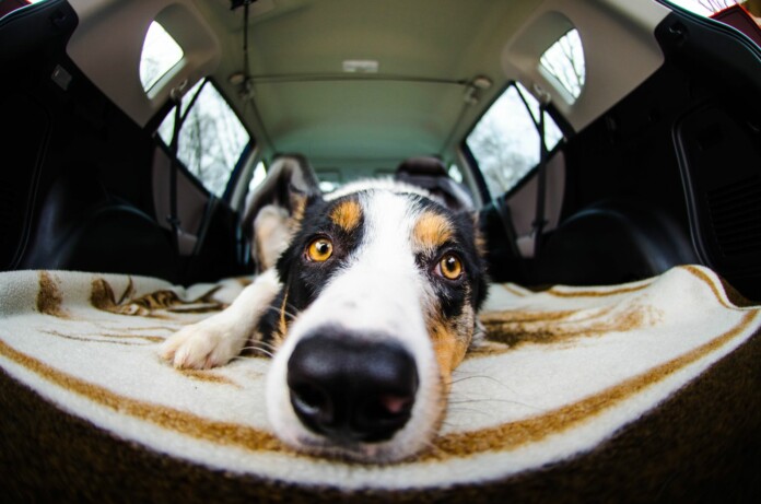pexels-zante-5776772 (1) border+collie+auto