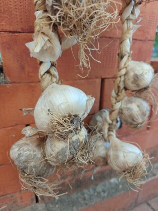 Aglio rosa di Nicastro - Calabria. Ph. Archivio Slow Food