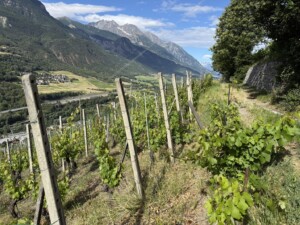 vigneti+crotta+vegneron+valle+aosta