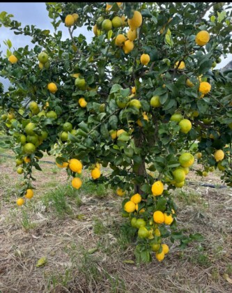 Limone di Bagheria Ph Archivio Slow Food