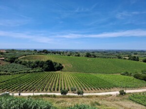 Tenute dell'azienda Marco Carpineti di Cori, foto Marco Giovenco