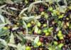 Olio nuovo: dove andare ad ottobre Olive pronte per il frantoio, foto Marco Giovenco