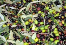 Olio nuovo: dove andare ad ottobre Olive pronte per il frantoio, foto Marco Giovenco