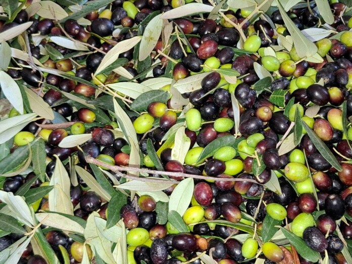 Olive pronte per il frantoio, foto Marco Giovenco Olive pronte per il frantoio, foto Marco Giovenco