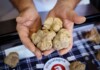 Acqualagna, è tempo di tartufo bianco Tartufo Bianco di Acqualagna