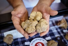 Acqualagna, è tempo di tartufo bianco Tartufo Bianco di Acqualagna