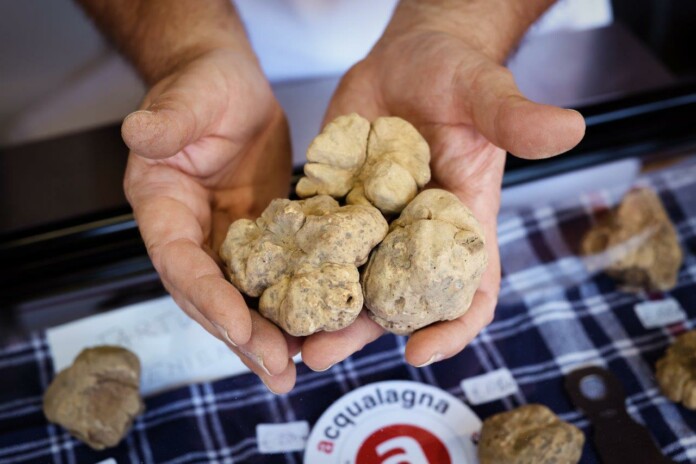 Tartufo Bianco di Acqualagna 3 Tartufo Bianco di Acqualagna