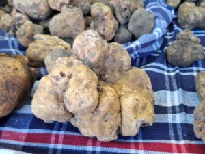 Tartufo bianco di Acqualagna, foto Marco Giovenco