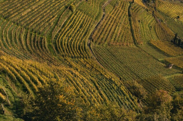 Lana region, vigneti. Foto Lanaregion